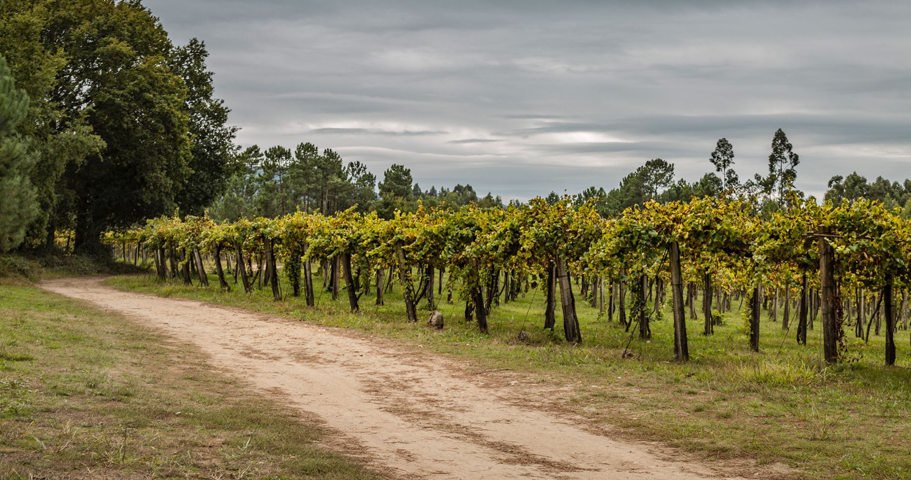 Quinta da Calçada Vinhas Velhas